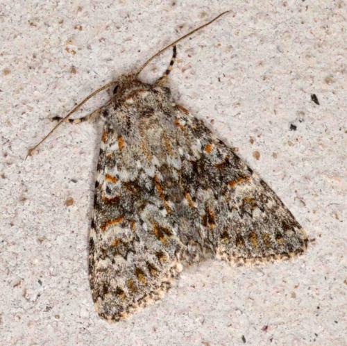 Réf. 193 668 : Polymixis flavicincta